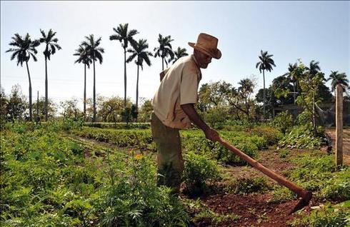 campesinos cubanos