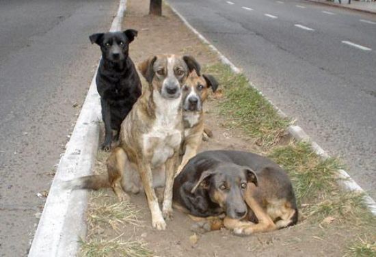 Perros callejeros