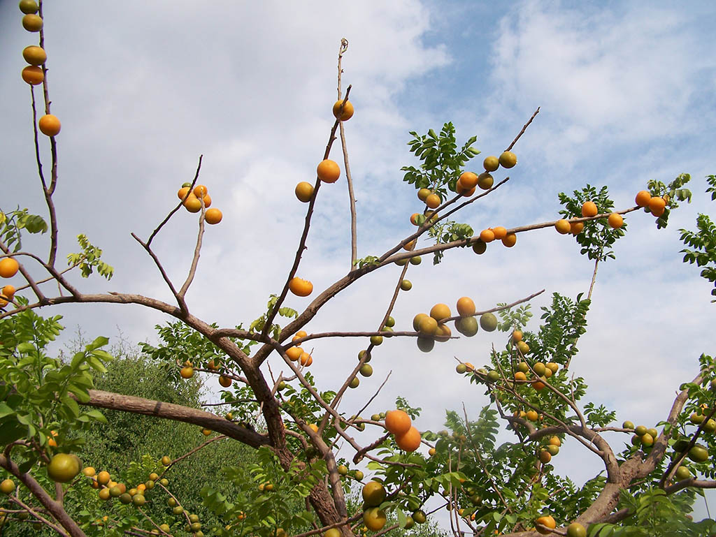 Árbol ciruela