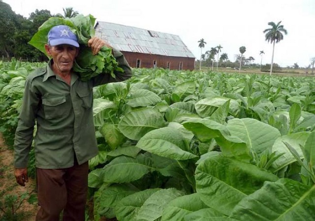 Vegas de tabaco-Pinar del Río