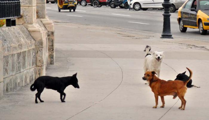 animales Jorge Luis González