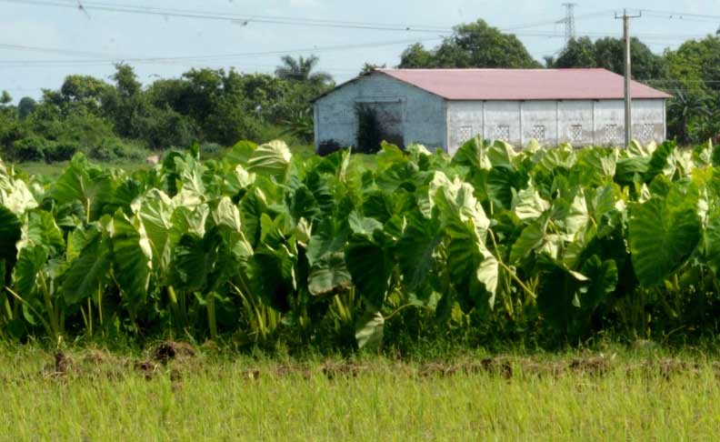 plantaciones malanga acn