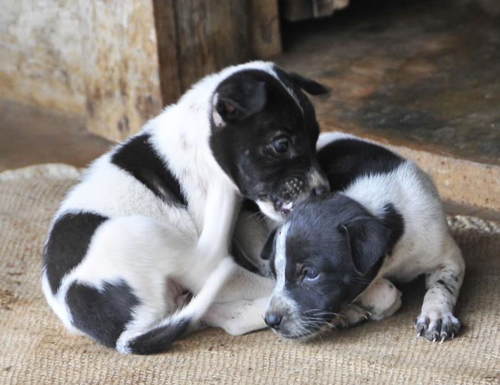 Ley de Bienestar Animal Cuba