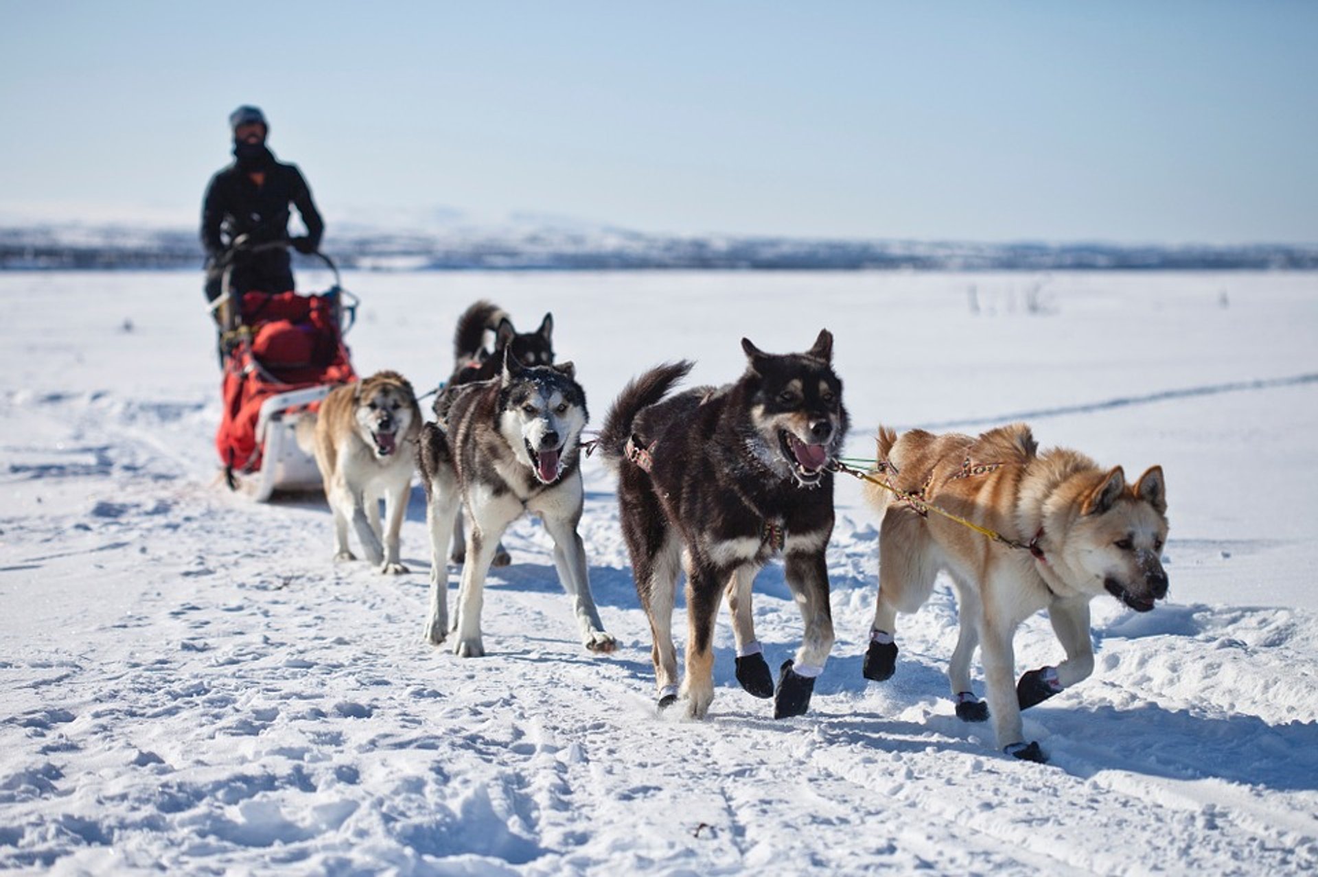 Trineo Alaska