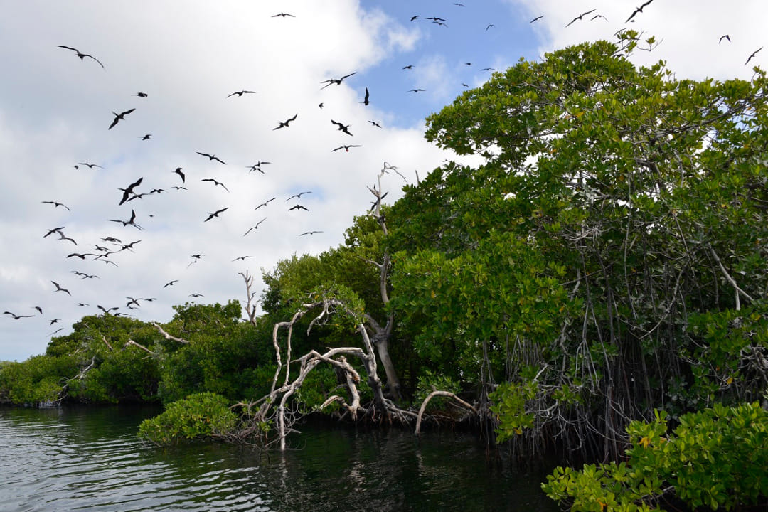 Manglar