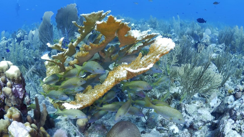 Arrecifes coralinos