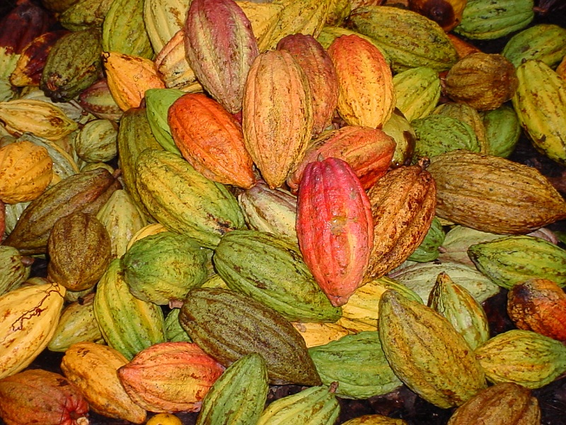 Coco y cacao, renglones exportables para la economía
