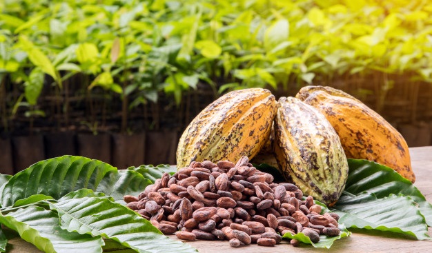 Theobroma cacao, en latín alimento de los dioses