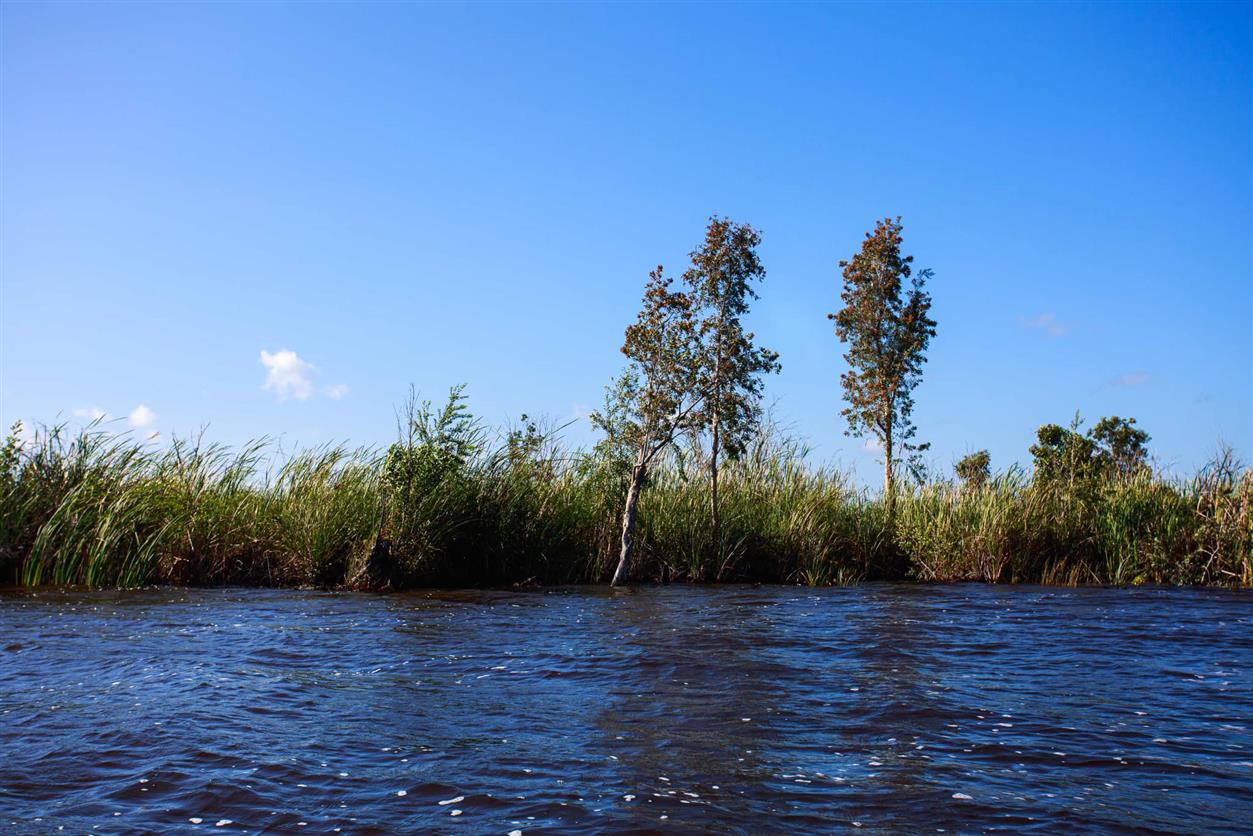 Melaleuca quinquenervia