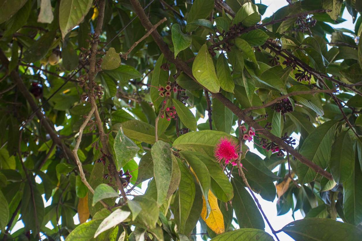 Pera o manzana de agua