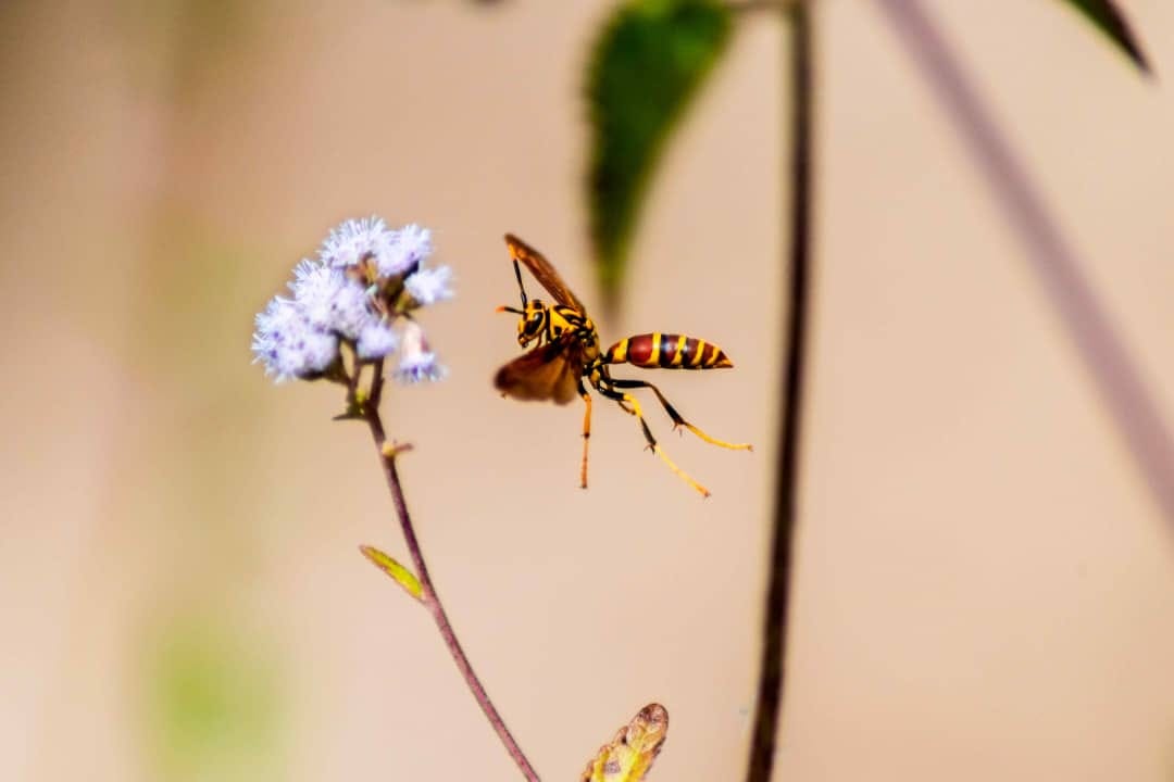 Los insectos figuran entre los animales más exitosos.