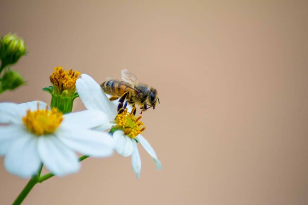 Los insectos figuran entre los animales más exitosos.