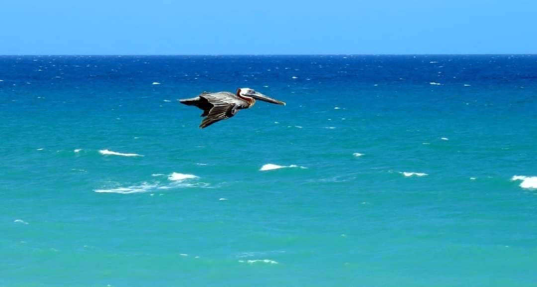 El Tren de la Playa Recesa y Regresará (Naturaleza Secreta de Cuba)