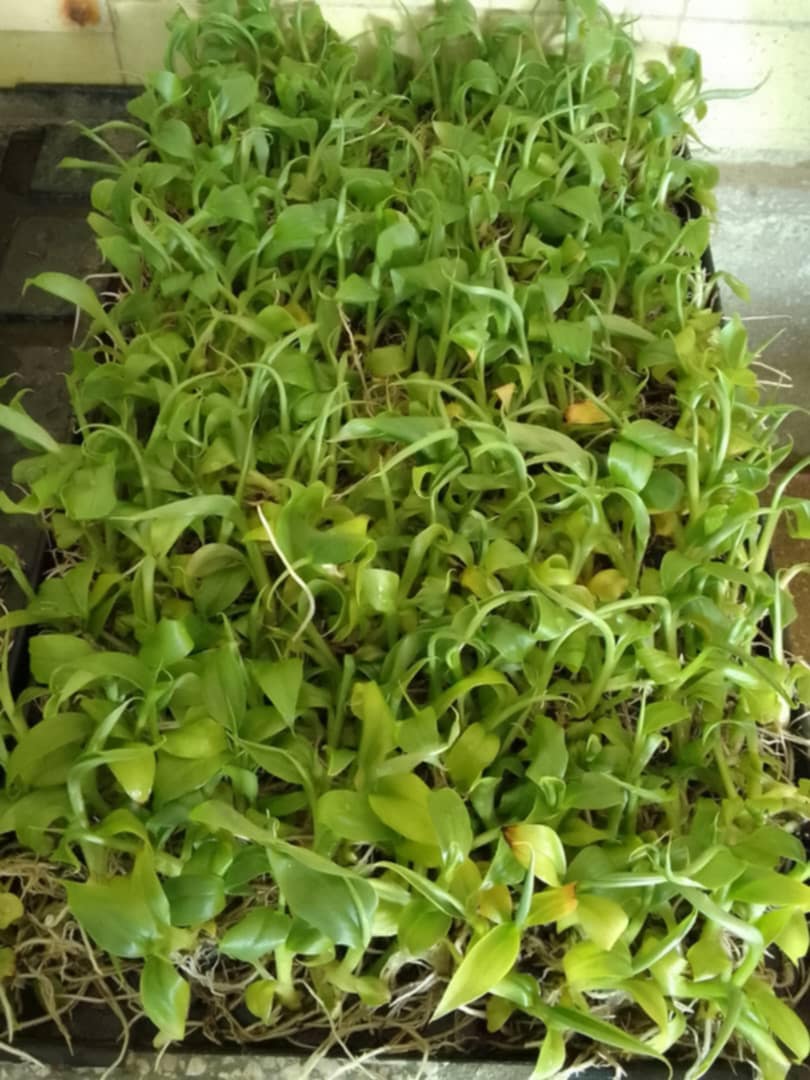 Bioazcuba