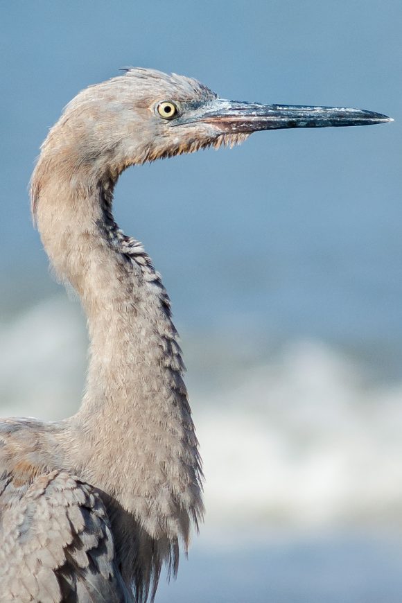 Garza Rojiza
