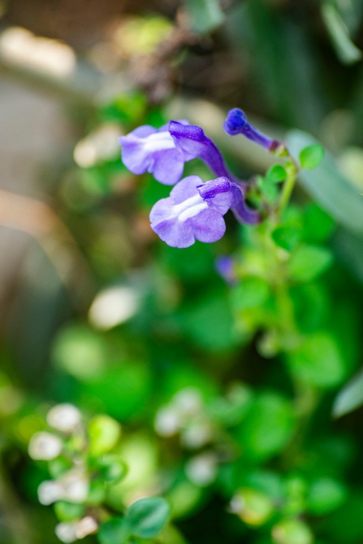 Ocho metros de botánica costera