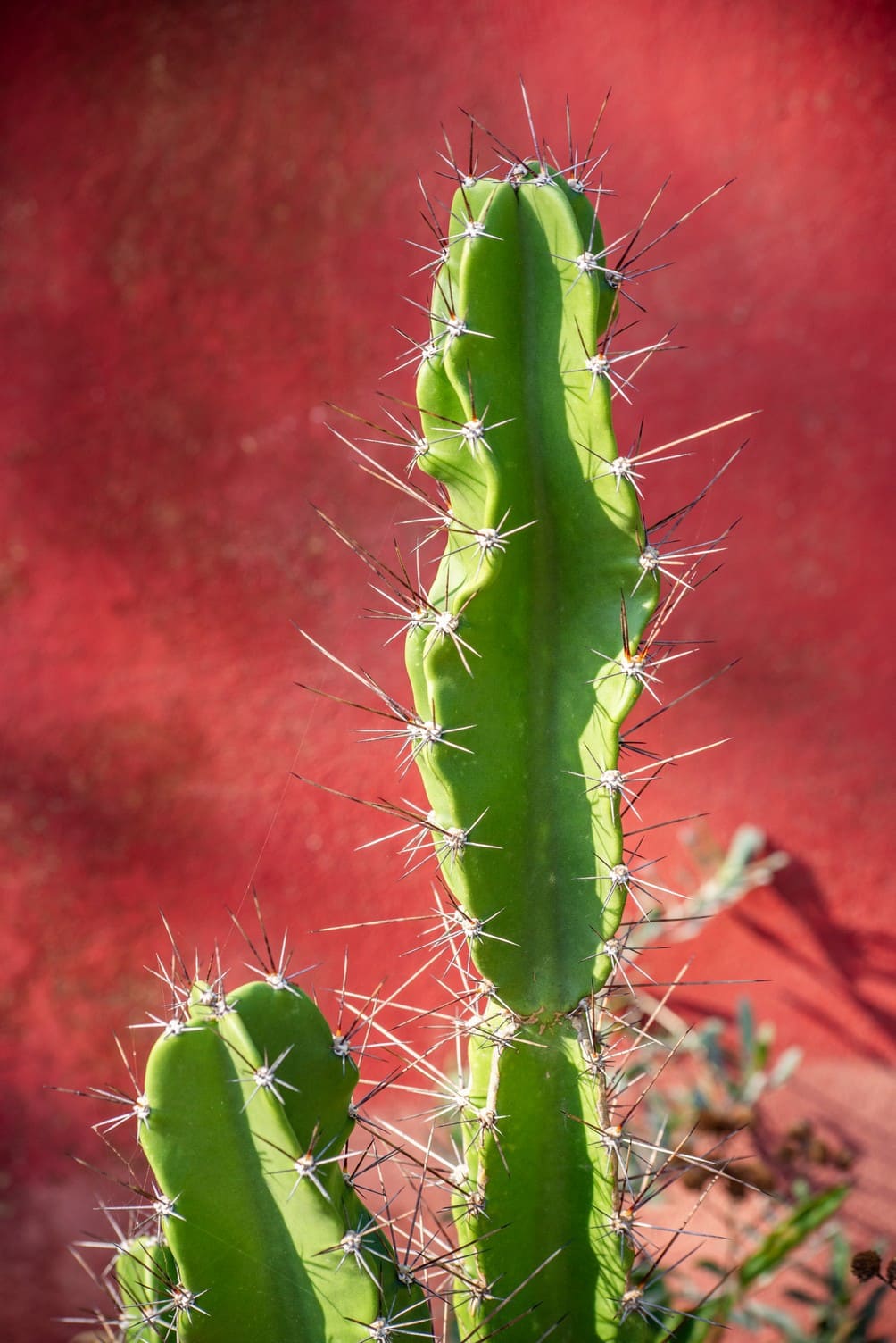 Ocho metros de botánica costera