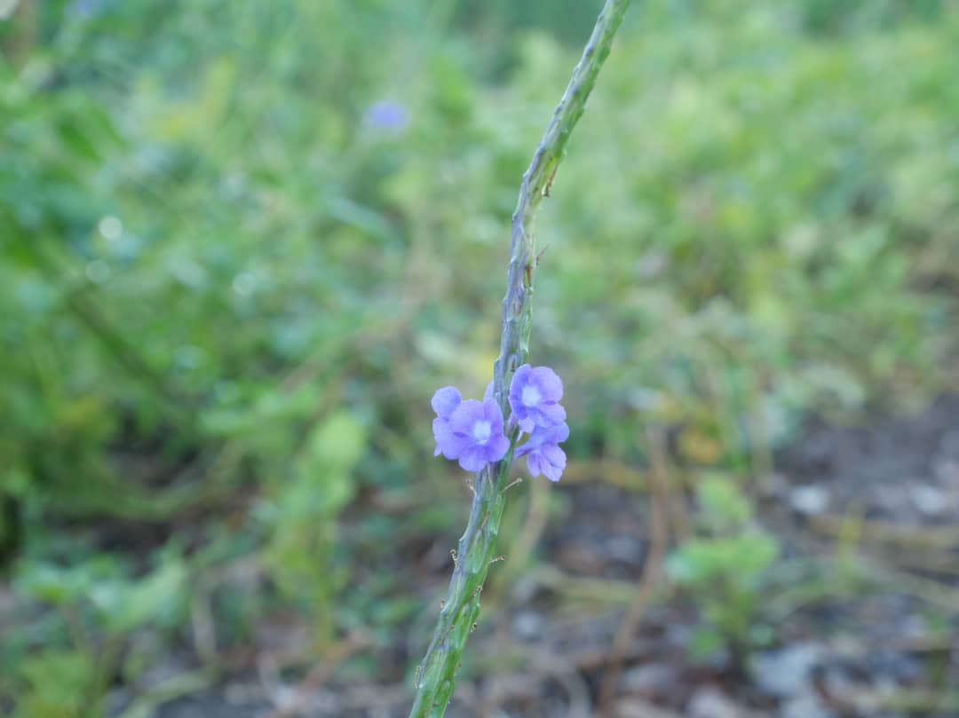 Florido amanecer en la campiña (+Fotos) 