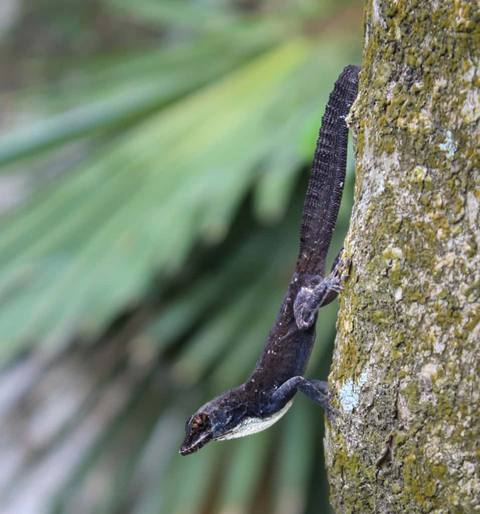 Los Mogotes de Jumagua: un mundo bajo la piedra (+Fotos) 	