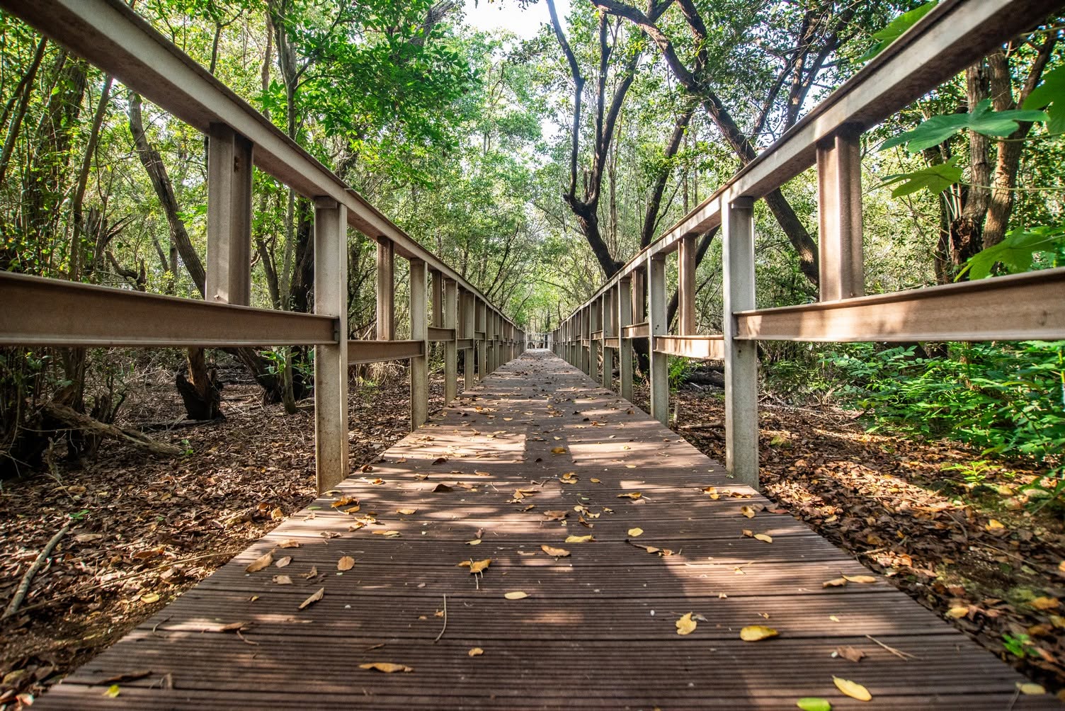 La naturaleza puso su arte en un rincón de La Habana