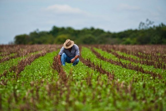 El Sector Agropecuario en defensa de la Seguridad Alimentaria en Cuba 